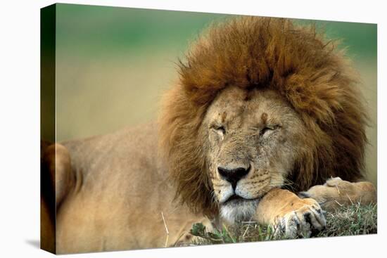 Lion Male Sleeping-null-Stretched Canvas