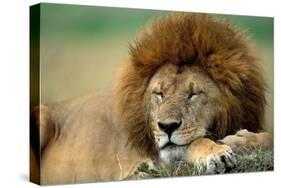 Lion Male Sleeping-null-Stretched Canvas