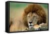 Lion Male Sleeping-null-Framed Stretched Canvas