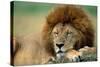 Lion Male Sleeping-null-Stretched Canvas