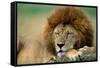 Lion Male Sleeping-null-Framed Stretched Canvas
