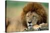 Lion Male Sleeping-null-Stretched Canvas