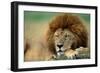 Lion Male Sleeping-null-Framed Photographic Print