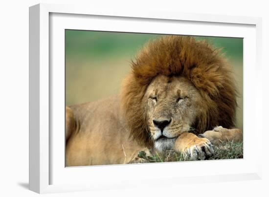 Lion Male Sleeping-null-Framed Photographic Print
