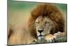 Lion Male Sleeping-null-Mounted Photographic Print