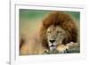 Lion Male Sleeping-null-Framed Photographic Print