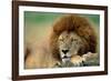 Lion Male Sleeping-null-Framed Photographic Print