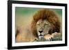 Lion Male Sleeping-null-Framed Photographic Print