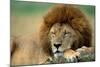 Lion Male Sleeping-null-Mounted Photographic Print