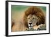 Lion Male Sleeping-null-Framed Photographic Print