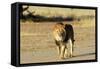 Lion Male-null-Framed Stretched Canvas