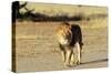 Lion Male-null-Stretched Canvas