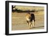 Lion Male-null-Framed Photographic Print