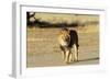 Lion Male-null-Framed Photographic Print