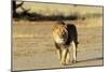 Lion Male-null-Mounted Photographic Print