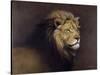 Lion Male-Harro Maass-Stretched Canvas