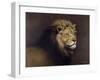 Lion Male-Harro Maass-Framed Giclee Print