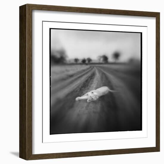 Lion, Masai Mara Game Reserve, Kenya-Paul Souders-Framed Photographic Print