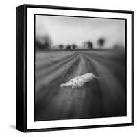 Lion, Masai Mara Game Reserve, Kenya-Paul Souders-Framed Stretched Canvas