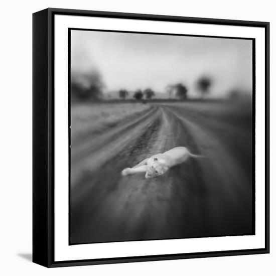 Lion, Masai Mara Game Reserve, Kenya-Paul Souders-Framed Stretched Canvas