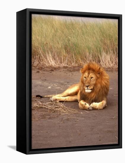 Lion, Masai Mara Game Resv, Kenya, Africa-Elizabeth DeLaney-Framed Stretched Canvas