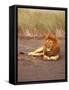 Lion, Masai Mara Game Resv, Kenya, Africa-Elizabeth DeLaney-Framed Stretched Canvas