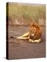Lion, Masai Mara Game Resv, Kenya, Africa-Elizabeth DeLaney-Stretched Canvas