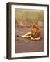 Lion, Masai Mara Game Resv, Kenya, Africa-Elizabeth DeLaney-Framed Photographic Print