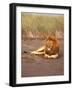 Lion, Masai Mara Game Resv, Kenya, Africa-Elizabeth DeLaney-Framed Photographic Print