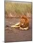 Lion, Masai Mara Game Resv, Kenya, Africa-Elizabeth DeLaney-Mounted Photographic Print