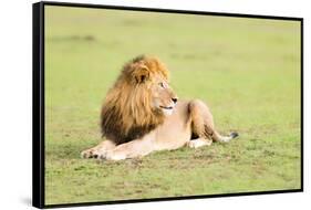 Lion, Masai Mara, Kenya, East Africa, Africa-Karen Deakin-Framed Stretched Canvas