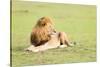 Lion, Masai Mara, Kenya, East Africa, Africa-Karen Deakin-Stretched Canvas