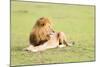 Lion, Masai Mara, Kenya, East Africa, Africa-Karen Deakin-Mounted Photographic Print