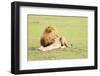 Lion, Masai Mara, Kenya, East Africa, Africa-Karen Deakin-Framed Photographic Print