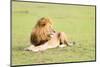Lion, Masai Mara, Kenya, East Africa, Africa-Karen Deakin-Mounted Photographic Print