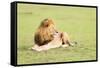 Lion, Masai Mara, Kenya, East Africa, Africa-Karen Deakin-Framed Stretched Canvas