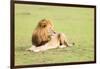 Lion, Masai Mara, Kenya, East Africa, Africa-Karen Deakin-Framed Photographic Print