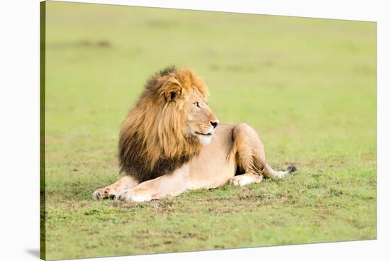 Lion, Masai Mara, Kenya, East Africa, Africa-Karen Deakin-Stretched Canvas