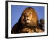 Lion, Masai Mara, Kenya-Marilyn Parver-Framed Photographic Print
