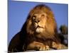 Lion, Masai Mara, Kenya-Marilyn Parver-Mounted Photographic Print