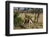 Lion, Masai Mara, Kenya-Sergio Pitamitz-Framed Photographic Print