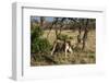 Lion, Masai Mara, Kenya-Sergio Pitamitz-Framed Photographic Print