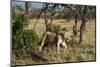 Lion, Masai Mara, Kenya-Sergio Pitamitz-Mounted Photographic Print