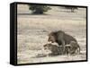 Lion Mating, Kgalagadi Transfrontier Park, South Africa-James Hager-Framed Stretched Canvas