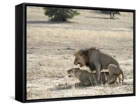 Lion Mating, Kgalagadi Transfrontier Park, South Africa-James Hager-Framed Stretched Canvas