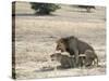 Lion Mating, Kgalagadi Transfrontier Park, South Africa-James Hager-Stretched Canvas