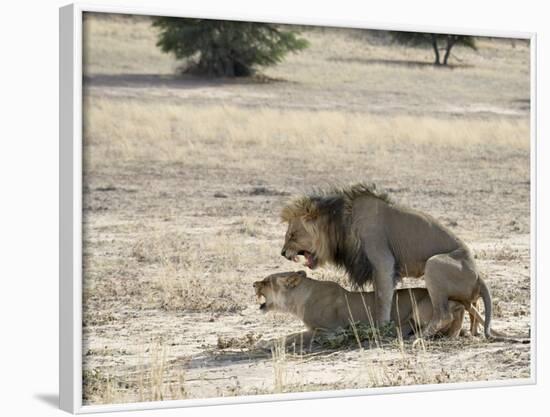 Lion Mating, Kgalagadi Transfrontier Park, South Africa-James Hager-Framed Photographic Print