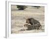 Lion Mating, Kgalagadi Transfrontier Park, South Africa-James Hager-Framed Photographic Print