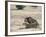 Lion Mating, Kgalagadi Transfrontier Park, South Africa-James Hager-Framed Photographic Print