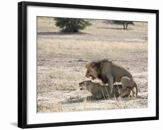 Lion Mating, Kgalagadi Transfrontier Park, South Africa-James Hager-Framed Photographic Print